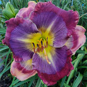 Spacecoast Neon Ninja Daylily